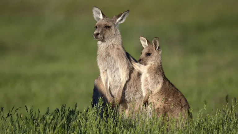 Ending Kangaroo Leather in Athletic Footwear