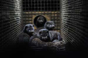 Mink kits cuddle to the body of their dead mother. Sweden, 2010.