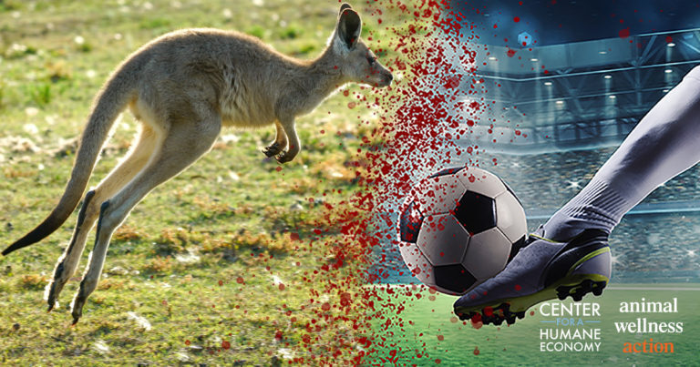 kangaroo soccer cleats on sale