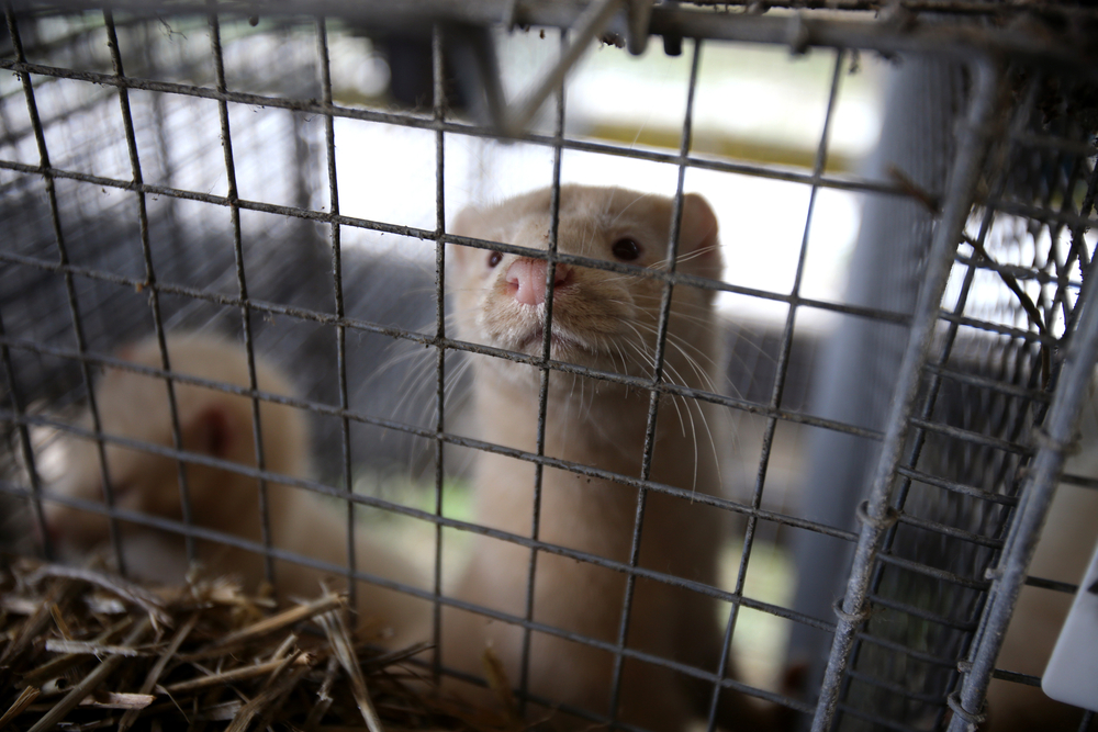 European Mink in Cage in Lithuania