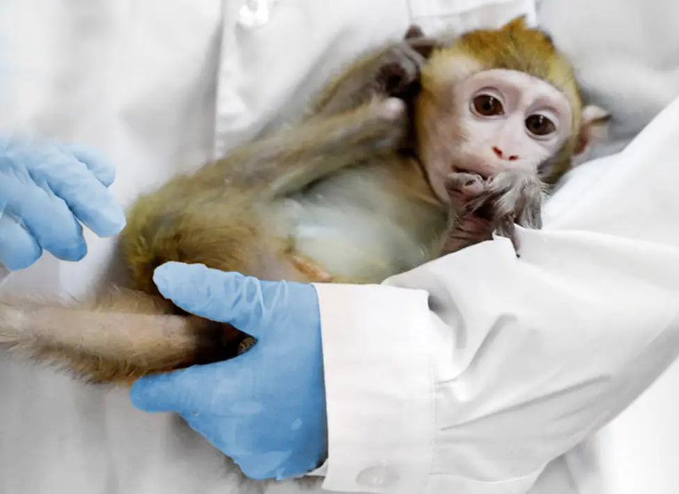 Will Pfizer Help Rewrite National Rules Requiring Animal Testing for All  Drugs and Vaccines?