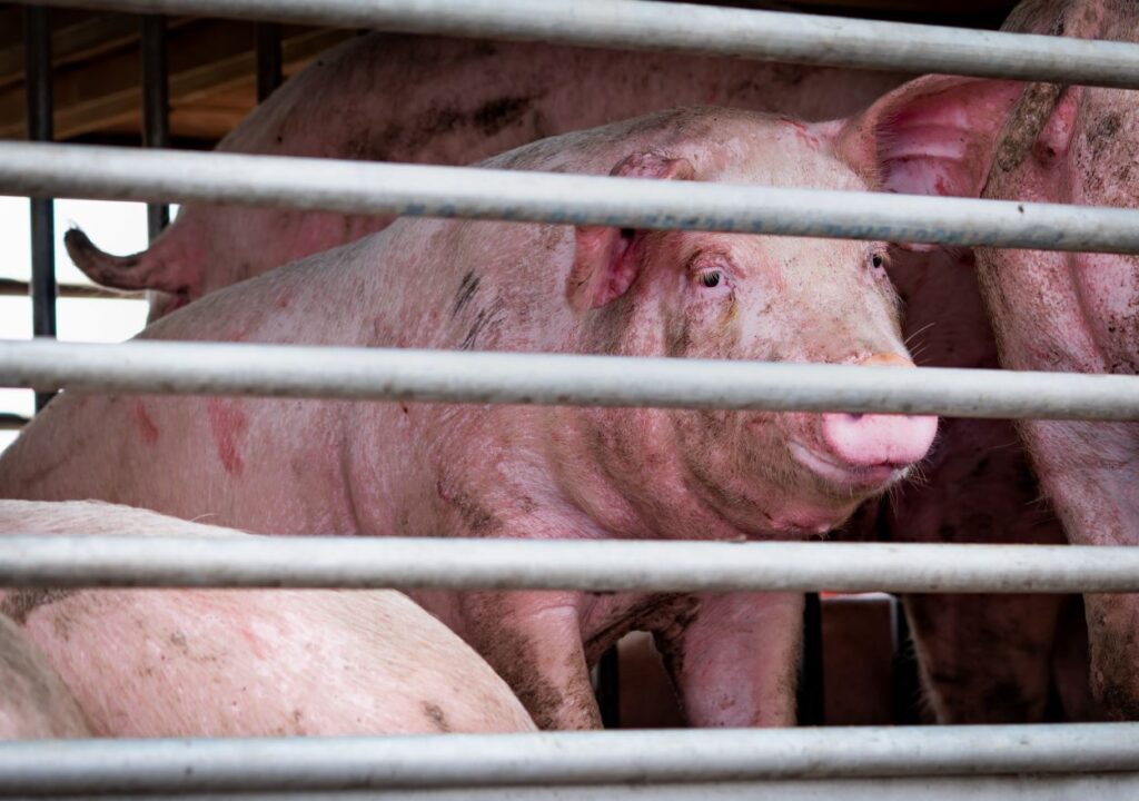 Pig shown in gestation crate, extreme confinement.