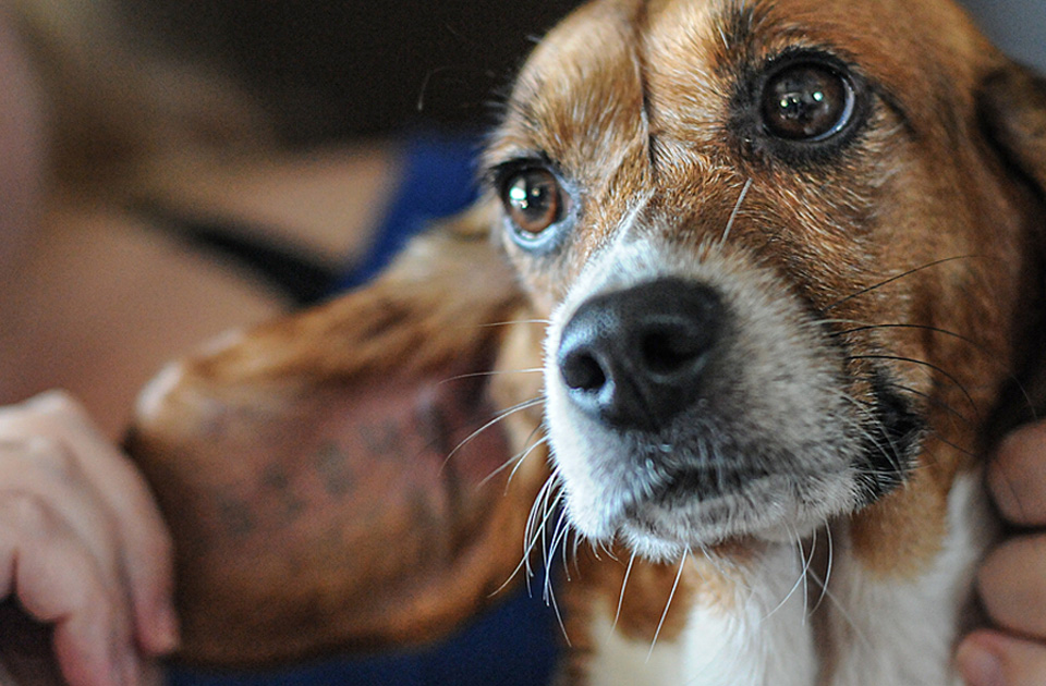 Beagle with Lab Tattoo