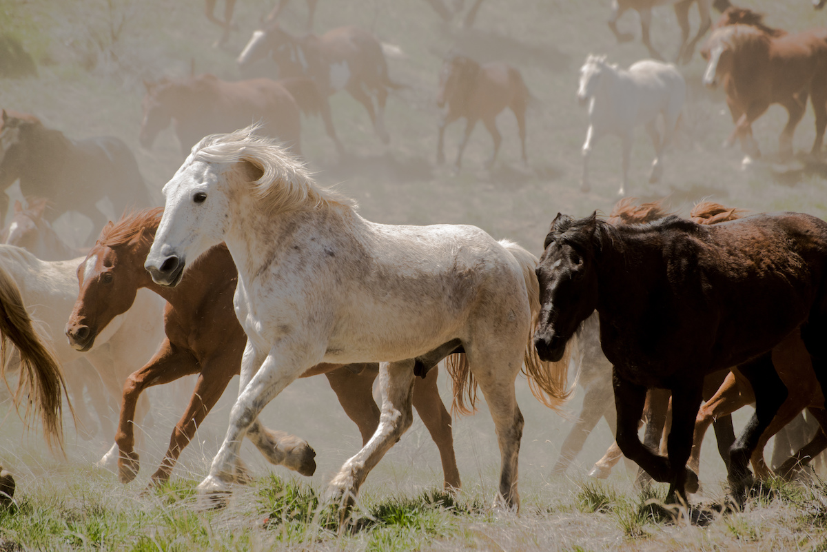 Federal Government Says It Will Reduce Pace of Roundups of Wild Horses