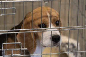 Beagle sitting forlornly in a cage.