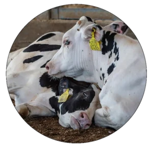 Sick dairy cow being comforted by cow companion-Dunking the Milk Mandate in Schools campaign