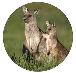 Young kangaroo with arm on his mother-Kangaroos are not shoes campaign