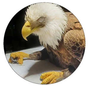 Wounded bald eagle on vet table-Getting the Lead Out campaign