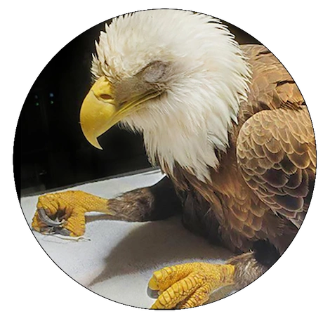 Wounded bald eagle on vet table-Getting the Lead Out campaign