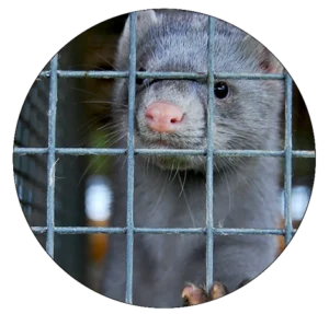 Cute mink looking between bars in cage-Rethink mink campaign