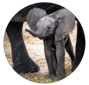 Baby elephant standing under mother-Helping Elephants in Crisis​ Campaign