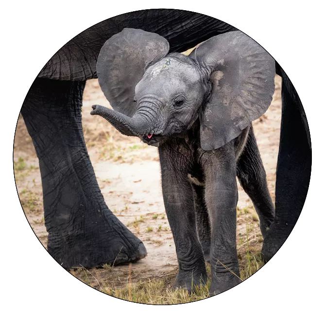 Baby elephant standing under mother-Helping Elephants in Crisis​ Campaign