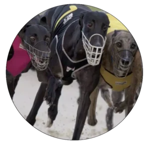 Stressed greyhounds in muzzles racing-banning greyhound racing campaign