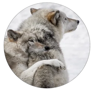 Grey wolf cuddling with companion-Saving wolves campaign