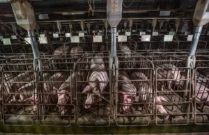 Rows of sows live confined to gestation crates at industrial pig farm.