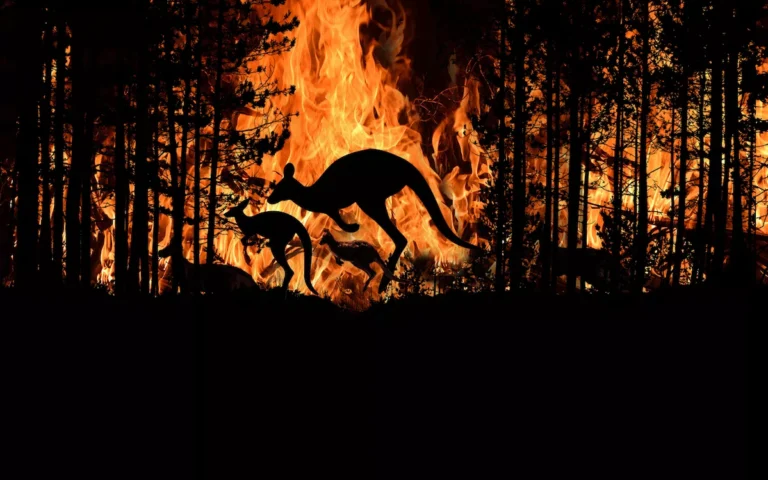 Kangaroo and Joey running for their lives in wildfire_shutterstock