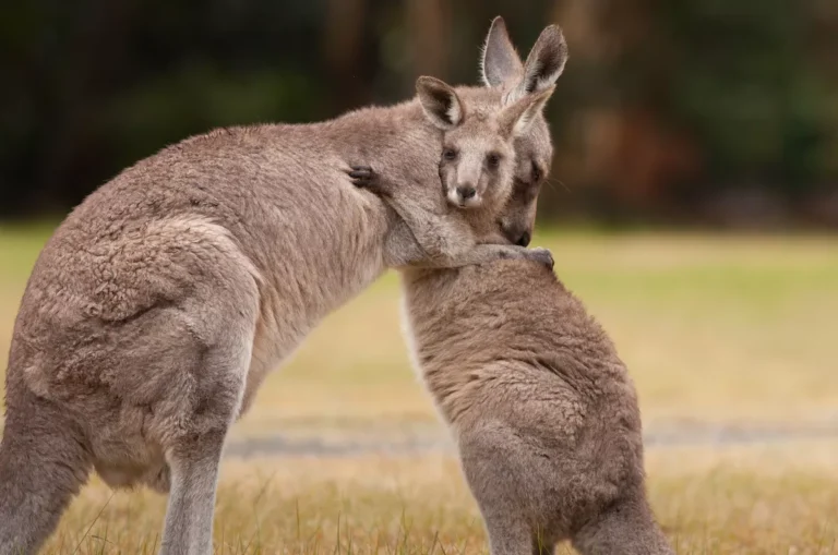 Mother and her Joey Hugging_shutterstock