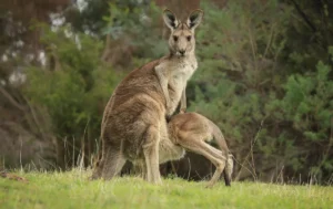 joey climbing into mother's pouch