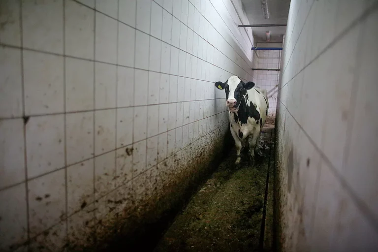 dairy cow walking through corridor-WAM29162