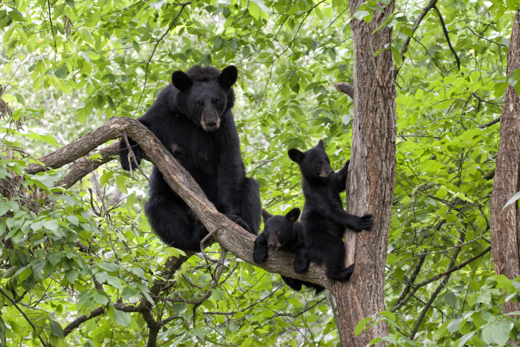 Protect Bears Protect Bears Campaign