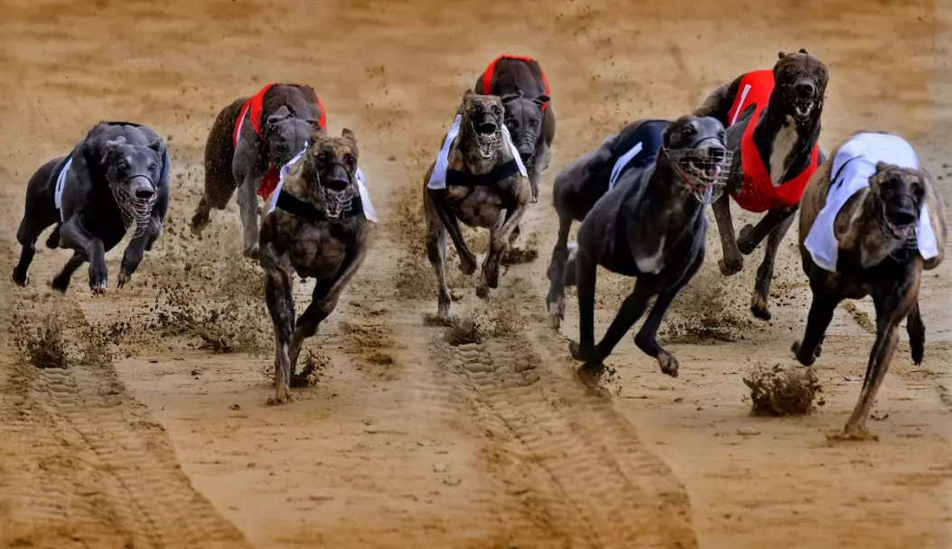 Greyhounds training on track