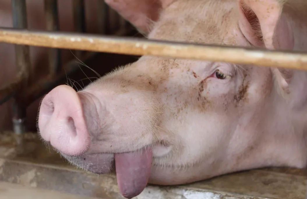 pregnant sow with tongue hanging out