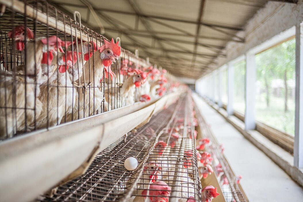 A hen in a battery cage pants-we animals media