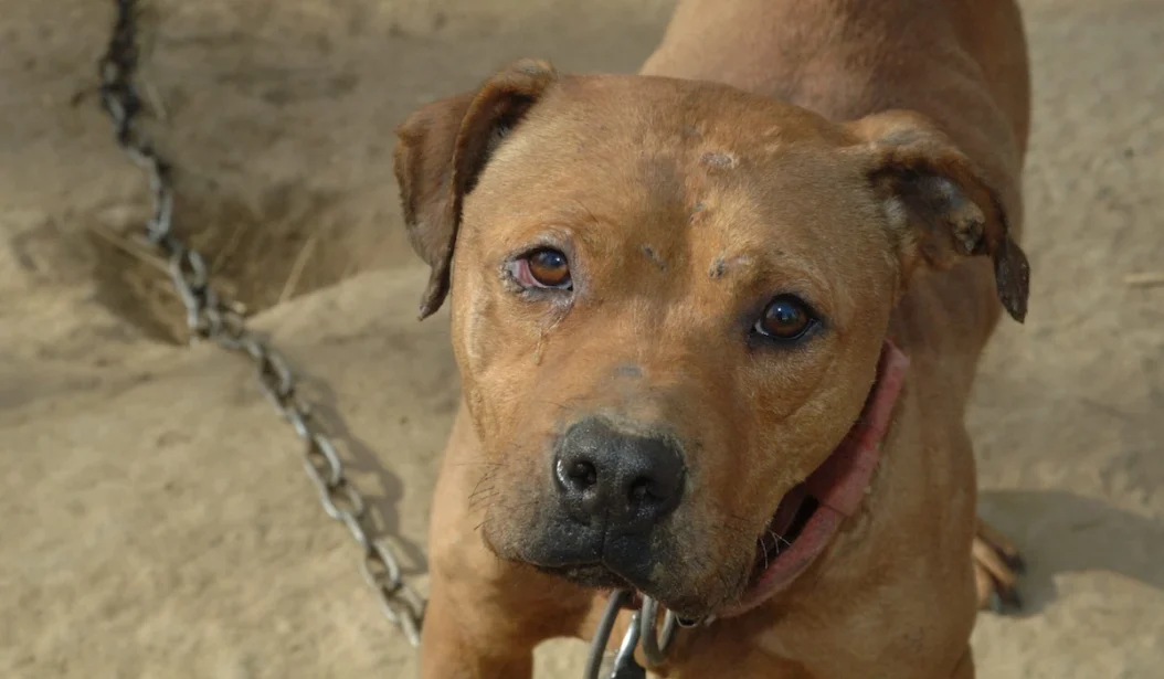 Sad chained pitbull looking up at camera-desiree