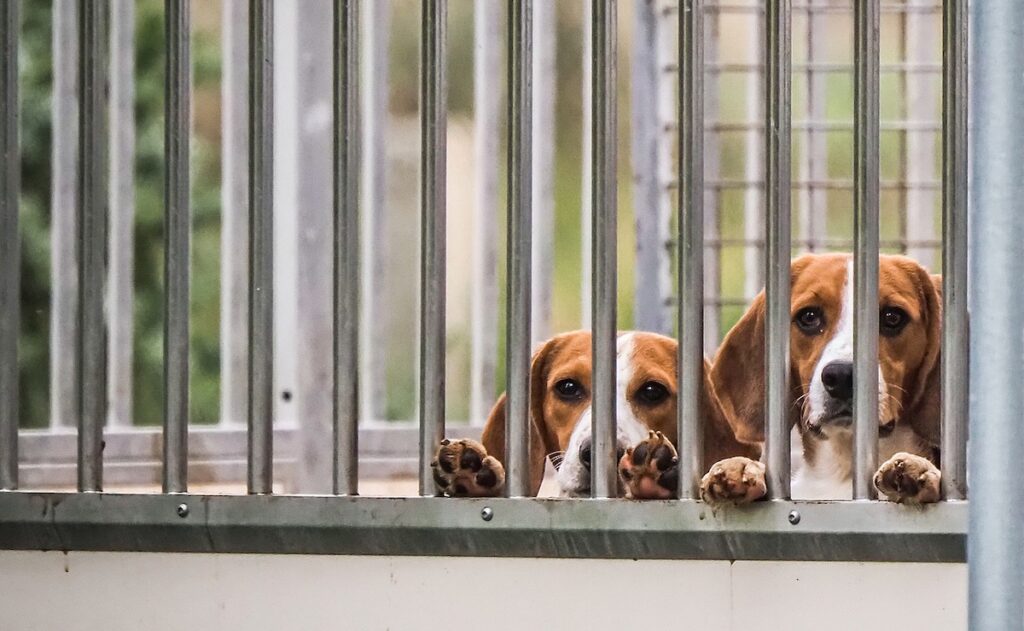 Support The CARGO Act: End Taxpayer Funding For Animal Tests