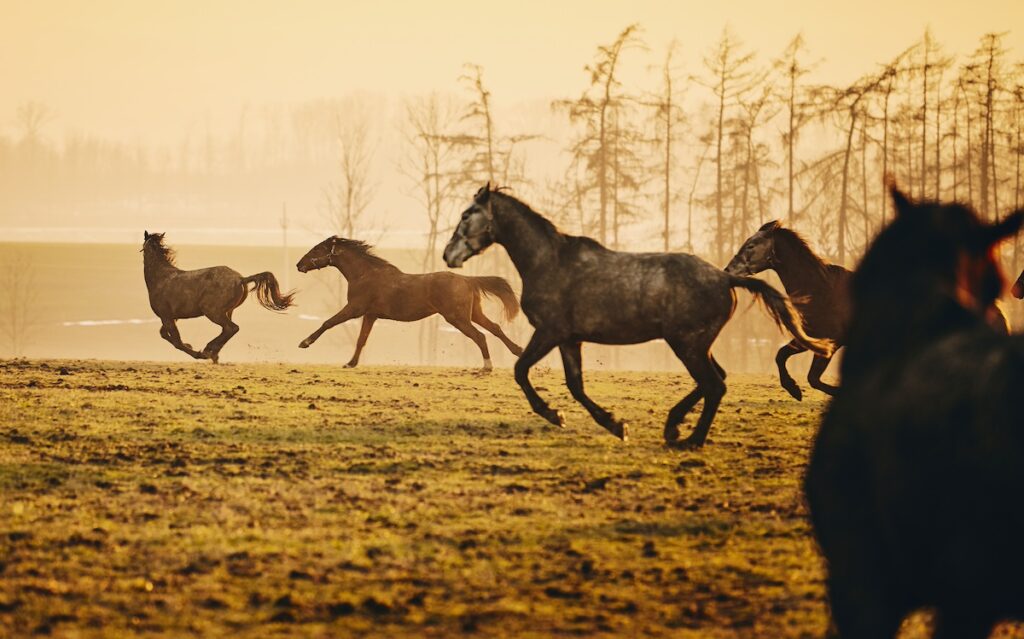 Animal Welfare Groups Blame BLM For Deaths Of Wild Horses