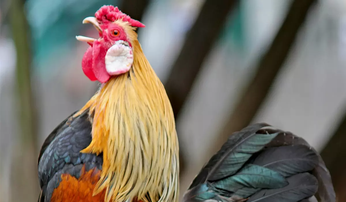Statement on Texas Cockfighting Bust with nearly 100 birds seized
