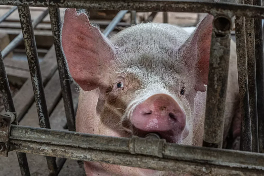 Pig looking through bars of gestation crate_Jo-Anne McArthur : We Animals Media