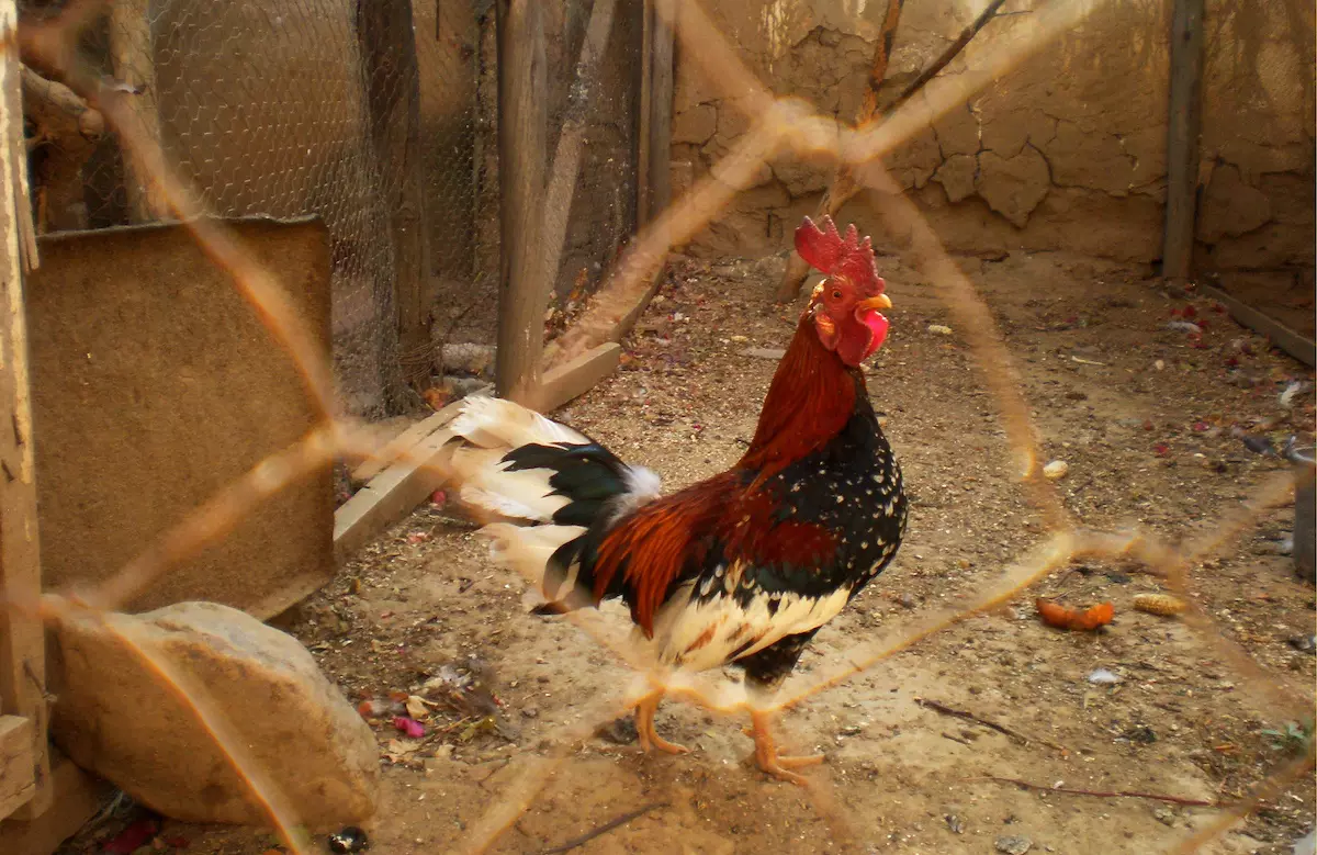 Statement on Texas Cockfighting Bust with nearly 100 birds seized
