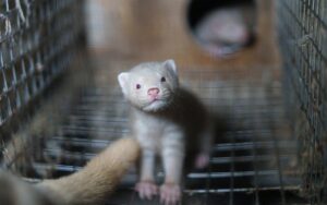 Mink looks out from cage at fur farm, representing animals affected by farm bill provisions on mink farming and animal welfare. Image credit/caption: stefano belacchi / we animals media