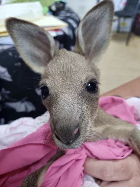 The 6-month-old joey found alive in the pouch of its decapitated mother. Photo credit: Wildlife Empire