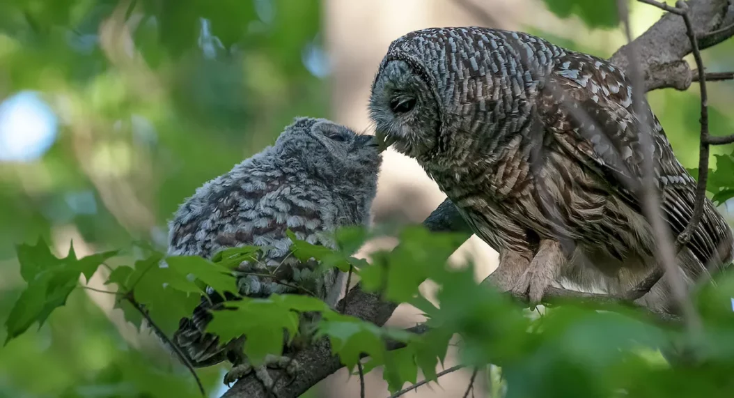 Mother barred owl rewarding her owlet with food and affection_shutterstock-Karen Hogan