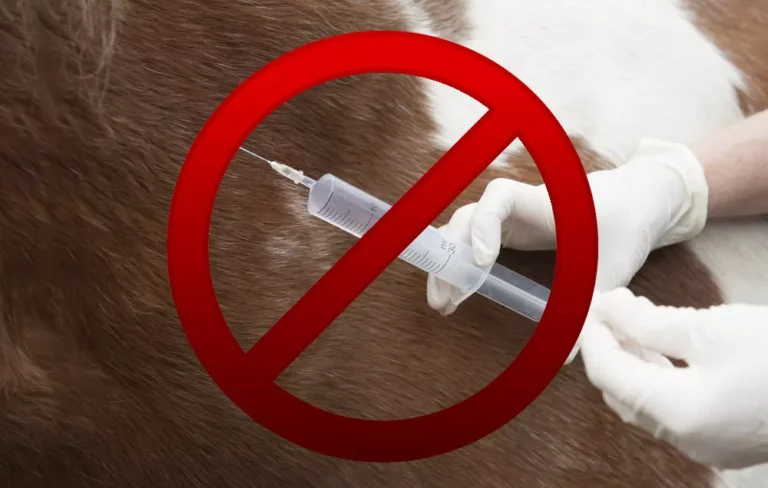 Strikethrough of needle into horses hide-shutterstock