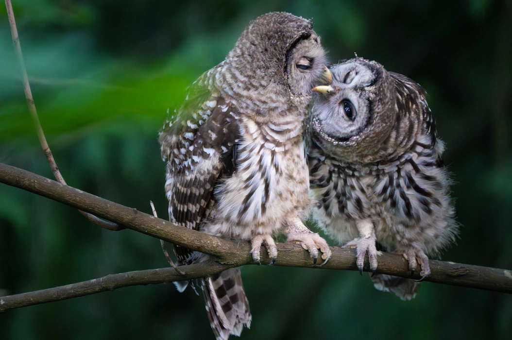 This image has an empty alt attribute; its file name is baby-barred-owlets-perched-on-a-tree-branch-utc.webp