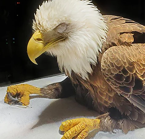 Sick eagle-getting the lead out