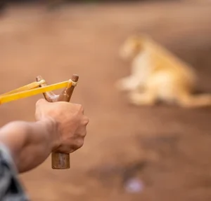 A man aiming a sling shot on a dog-animal cruelty enforcement