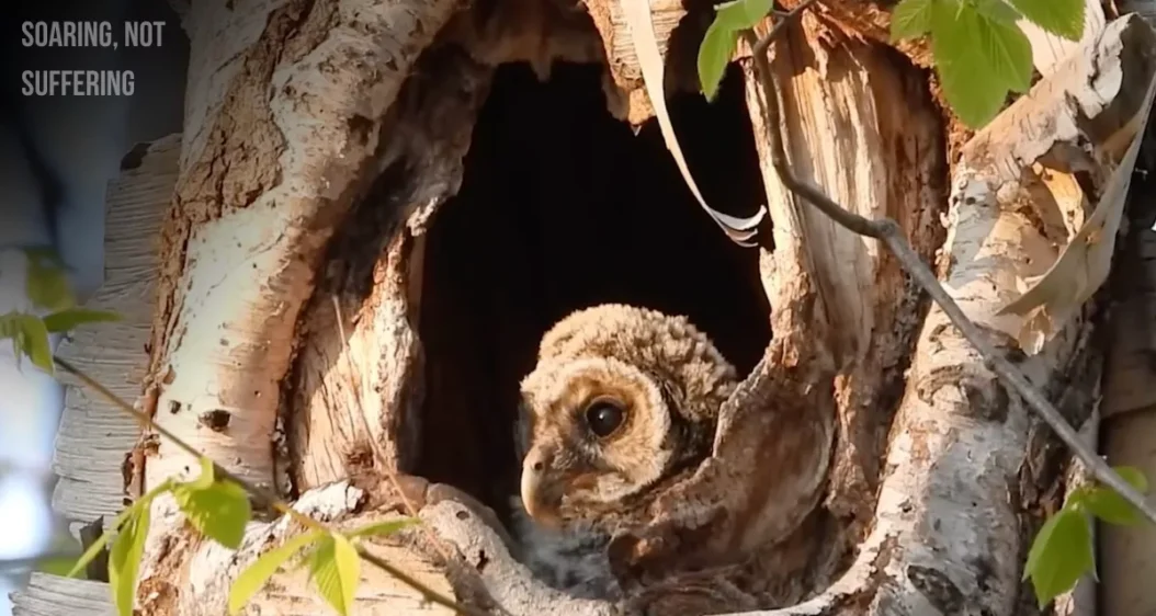 Barred owl peaking out from nest