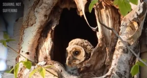 Barred owl peaking out from nest