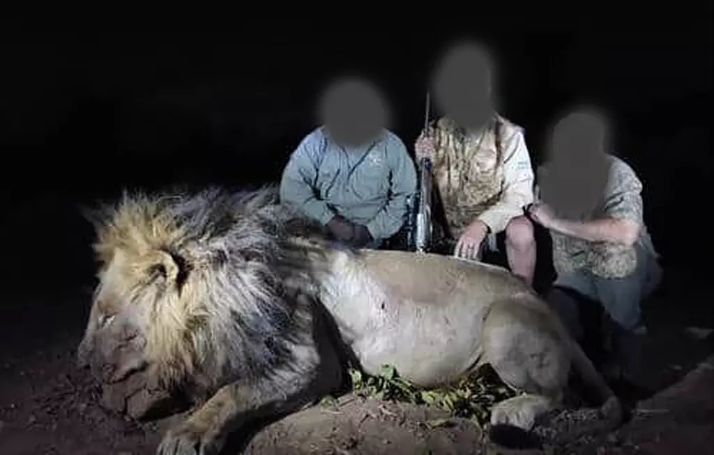 Killing of Collared Research Lion “Blondie” by American Trophy Hunter