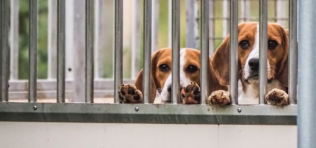 Beagles used for experimentation stare out from behind the bars of an outdoor enclosure at an animal testing facility.