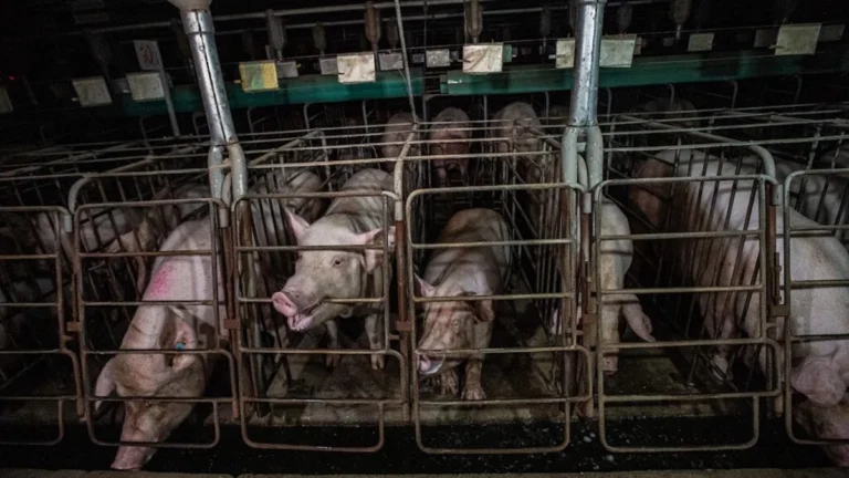Promoting and Defending Cage-Free Animal Agriculture