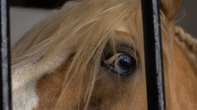 Ending Horse Slaughter