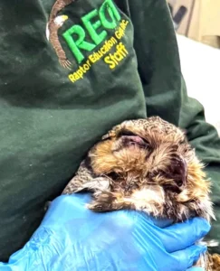 Rodenticide poisoning hatchling bald eagle found in nest with one parent and eaglet dying nearby. He is still alive after being treated with vitamin k.