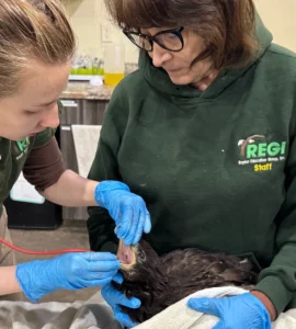Young barred owl found unresponsive in a barn was given vitamin k but died within a few hours.