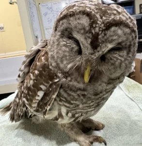 Adult great-horned owl with ruptured eye and bleeding mouth. The family had applied rodenticide around their goat yard, which also killed a goat.