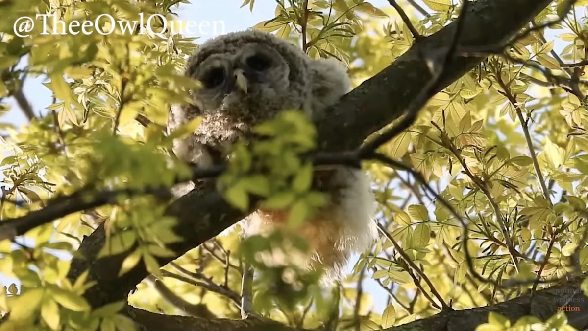 Stop the barred owl <br>massacre